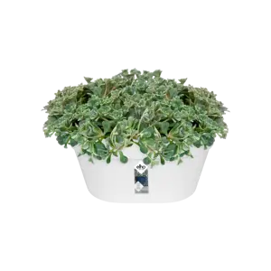 Elho wandbak loft urban 40cm wit - afbeelding 3