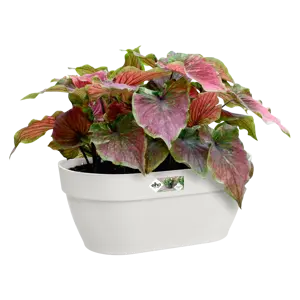 Elho wandpot vibia campana 35cm zijdewit - afbeelding 4