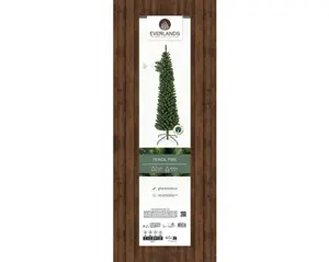 Everlands Pencil pine 240cm groen verpakking