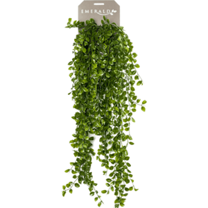 Ficus hangend l80cm groen