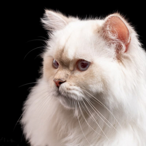 Fotograaf Mischa Brok dierenshoot 11:50 - 12:10 uur - afbeelding 3