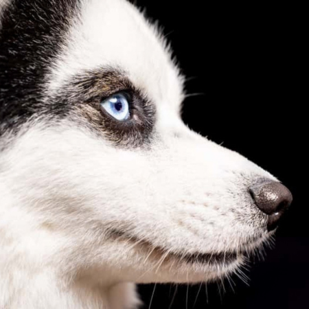 Fotograaf Mischa Brok dierenshoot 11:50 - 12:10 uur - afbeelding 4
