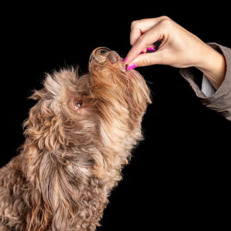 Fotograaf Mischa Brok dierenshoot 11:50 - 12:10 uur - afbeelding 6