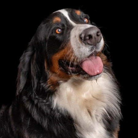 Fotograaf Mischa Brok dierenshoot 11:50 - 12:10 uur - afbeelding 7