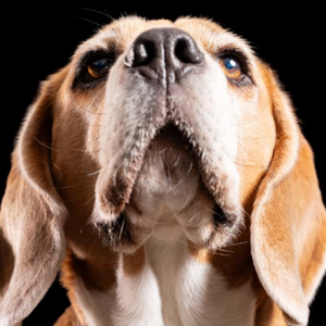 Fotograaf Mischa Brok dierenshoot 12:10 - 12:30 uur - afbeelding 8