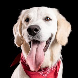 Fotograaf Mischa Brok dierenshoot 13:20 - 13:40 uur