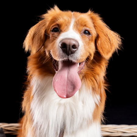 Fotograaf Mischa Brok dierenshoot 14:20 - 14:40 uur - afbeelding 2