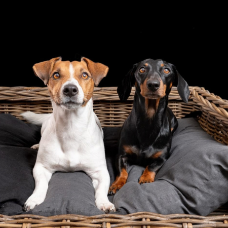 Fotograaf Mischa Brok dierenshoot 14:20 - 14:40 uur - afbeelding 5