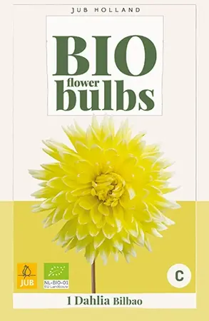 JUB x1 Bio dahlia bilbao