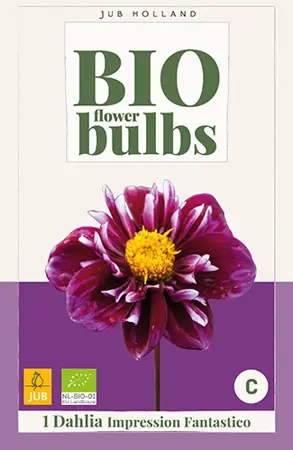 JUB x1 Bio dahlia impression fantastico