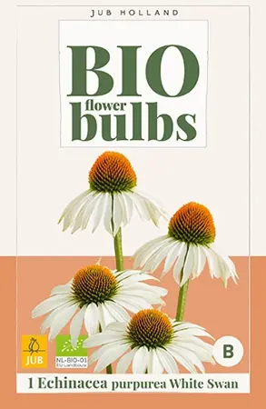 JUB x1 Bio echinacea purpurea white swan