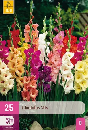 JUB x25 Gladiolus mix