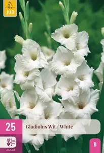 JUB x25 Gladiolus white