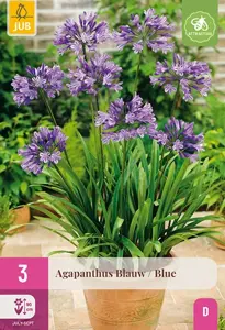JUB x3 Agapanthus blauw