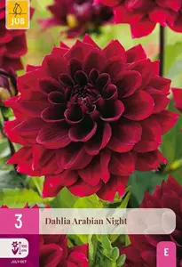 JUB x3 Dahlia arabian night