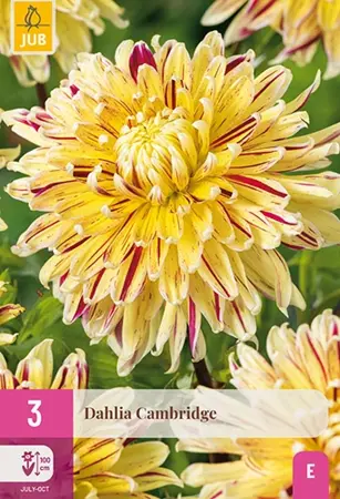JUB x3 Dahlia cambridge