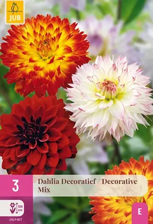 JUB x3 Dahlia decoratief mix