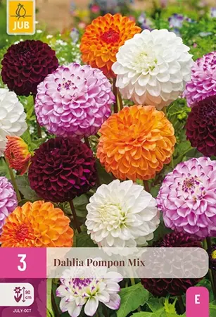 JUB x3 Dahlia pompon mix