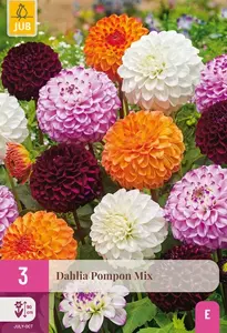 JUB x3 Dahlia pompon mix