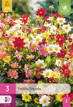 JUB x3 Dahlia topmix