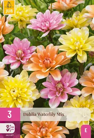 JUB x3 Dahlia waterlily mix