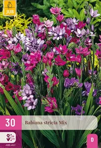 JUB x30 Babiana stricta mix