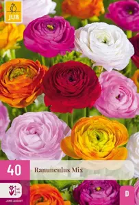 JUB x40 Ranunculus mix