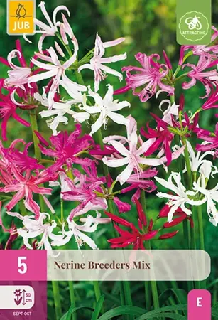 JUB x5 Nerine breeders mix