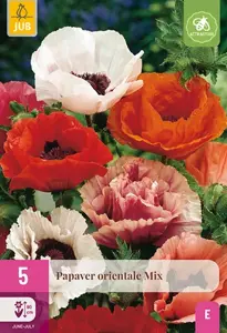 JUB x5 Papaver orientale mix