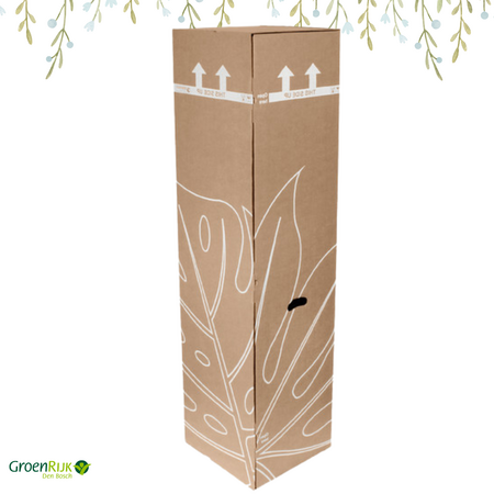 Cadeau Box Kamerplant Beterschap