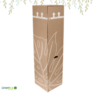 Cadeau Box Kamerplant Beterschap