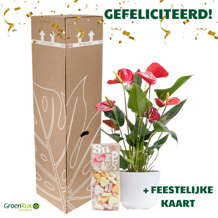 Kamerplant Cadeau Box Gefeliciteerd - Lichtroze Anthurium