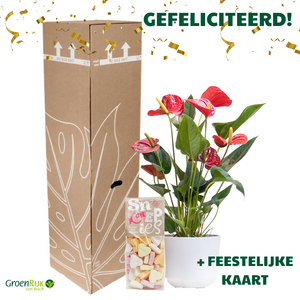 Kamerplant Cadeau Box Gefeliciteerd - Lichtroze Anthurium