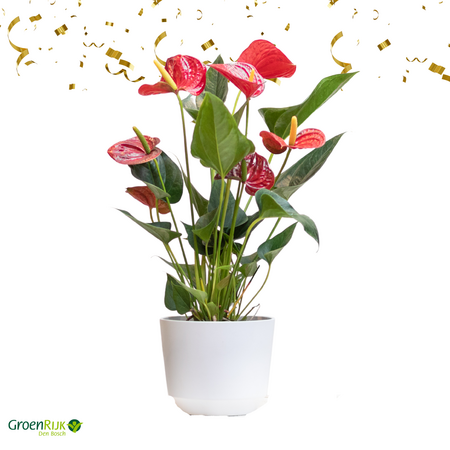Kamerplant Cadeau Box Lichtroze Anthurium