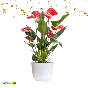 Kamerplant Cadeau Box Lichtroze Anthurium