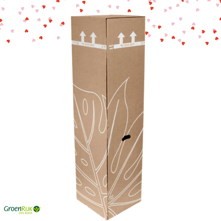 Kamerplant Cadeaubox Valentijnsdag - Roze Orchidee Doos