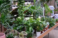 Kamerplanten