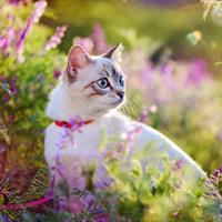 Katten
