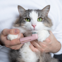 Katten verzorging