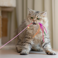 Kattenspeeltjes