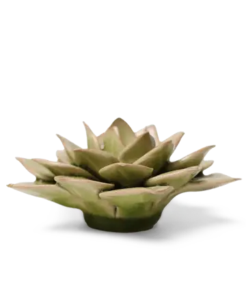 Peridot Green Fairy Echeveria