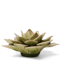 Peridot Green Fairy Echeveria