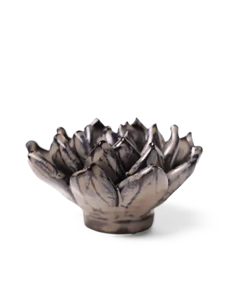 Wandbloem Latte Lola Echeveria