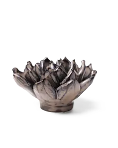 Wandbloem Latte Lola Echeveria