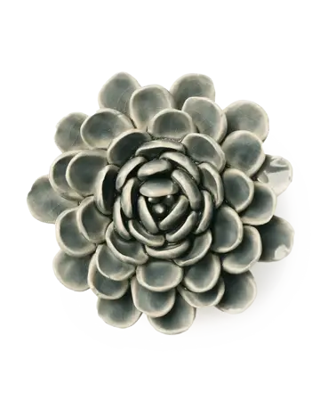 zinnia wandbloem