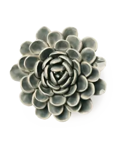 zinnia wandbloem
