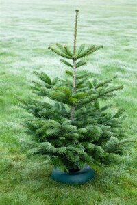 Kerstboom Nordmann gezaagd 150-175cm - afbeelding 3