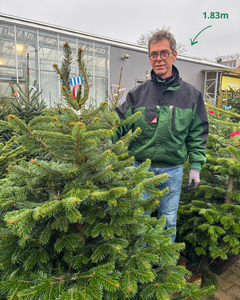 Kerstboom Nordmann gezaagd 150-175cm