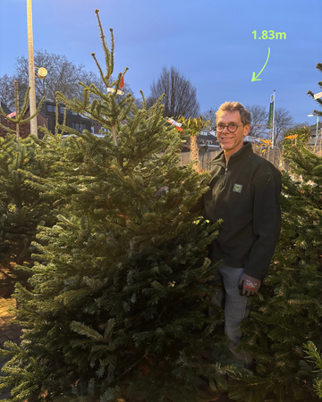 Kerstboom Nordmann gezaagd 200-225cm - afbeelding 1