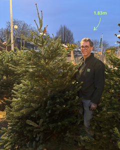 Kerstboom Nordmann gezaagd 200-225cm - afbeelding 1